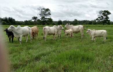 Imagem: A fazenda e está localizado em Castanhal, PA à venda por R$2.000.000