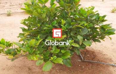 Imagem 2: Chácara em Bocaiúva, no bairro Zona Rural, à venda