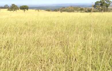 Imagem 2: Vende-se uma excelente fazenda de 530 hectares