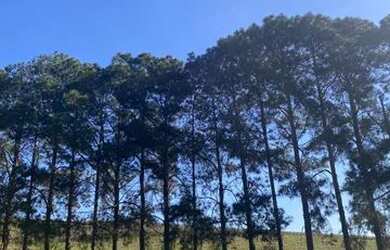 Imagem: O terreno possui 500m² de Área e está localizado em Usina