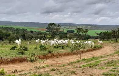 Imagem 8: Fazenda a venda em Davinópolis Goiás