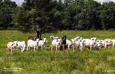 Imagem: A fazenda possui 136000m² de Área e está localizado em Centro