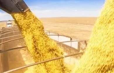 Imagem 5: VENDO FAZENDA 400 HECTARES LAVOURA SUL DE GOIAS 6217