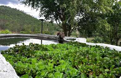 Imagem 8: Aluguel de Granja - Pirapetinga/Torreões