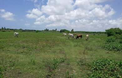 Imagem: A fazenda possui 150.000m² de Área e está localizado em