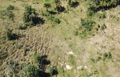Imagem 15: Fazenda à Venda em Candeias - BA Fazendas à Venda na Bahia 32 Hectares...