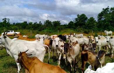 Imagem: A fazenda possui 250m² de Área e está localizado em Castanhal