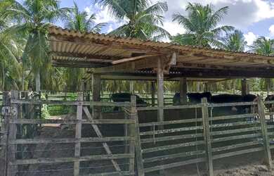 Imagem 5: Oportunidade Venda Granja Sao Jose Mipibu 23.640 M2