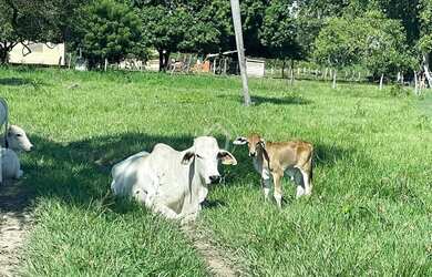 Imagem: A fazenda possui 283m² de Área e está localizado em Barão