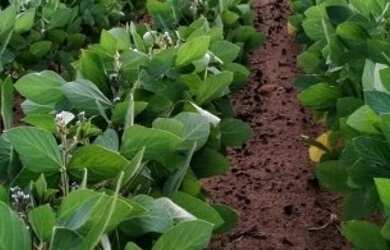 Imagem 5: Fazenda Agrícola em Porto Franco - MA 914 HA