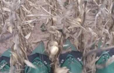 Imagem 2: Fazenda Agrícola em Porto Franco - MA 914 HA