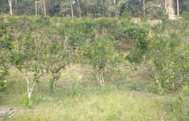 Imagem: A fazenda está localizado em Centro, Viana à venda por R$450.000