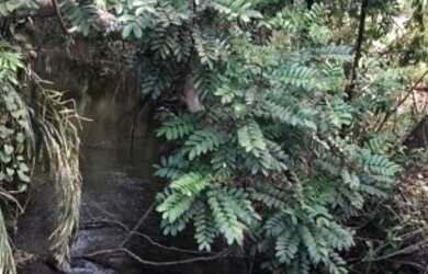 Imagem 2: Fazenda 2.350 ALQ, Paranã - TO