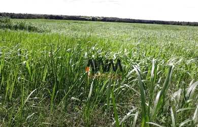 Imagem 9: Fazenda à venda, 501 alqueires por R$ 90.180.000 - Centro - Porangatu/GO
