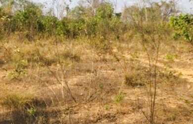 Imagem 7: Fazenda 2.350 ALQ, Paranã - TO