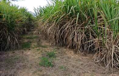 Imagem 2: Vende-se lote. 32.000m² de Área