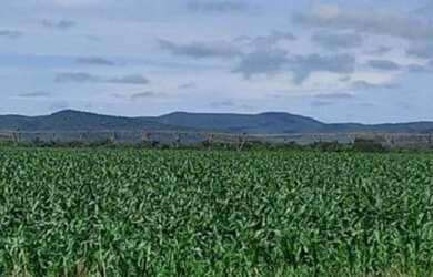 Imagem 7: Fazenda em Paracatu-MG, 2.200 hectares