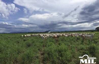 Imagem 1: Fazenda Agrícola em Pedro Afonso-TO. gt 445 Alq. 2.154Há