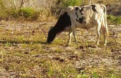 Imagem 11: FAZENDA RURAL em SANTA CRUZ CABRÁLIA - BA, R. Estr. Velha