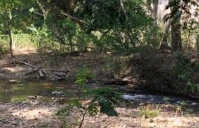 Imagem 9: Fazenda 2.350 ALQ, Paranã - TO