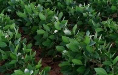 Imagem 1: Fazenda Agrícola em Porto Franco - MA 914 HA