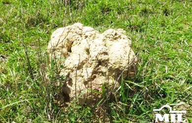 Imagem: A fazenda e está localizado em Miranorte, TO à venda por R$28.925.000