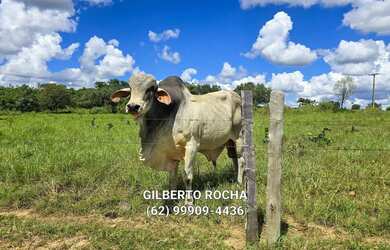 Imagem 16: Bela fazenda montada para pecuaria no Vale do Araguaia - Araguapaz - GO