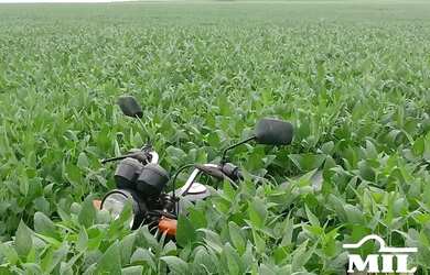 Imagem 4: Fazenda Agrícola em Pedro Afonso-TO. gt 445 Alq. 2.154Há