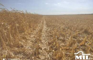 Imagem 9: Fazenda Agrícola em Pedro Afonso-TO. gt 445 Alq. 2.154Há