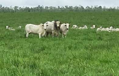 Imagem: A fazenda possui 330m² de Área e está localizado em Liberdade