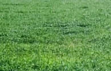 Imagem 9: Fazenda Agrícola em Porto Franco - MA 914 HA