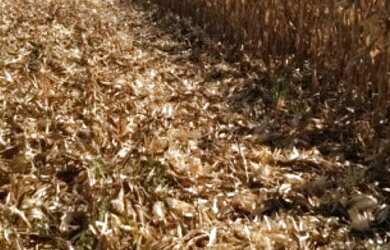 Imagem 11: Fazenda Agrícola em Porto Franco - MA 914 HA