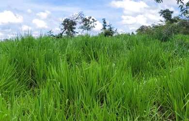 Imagem: A fazenda está localizado em Santa Cruz de Goiás, GO à venda