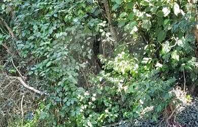 Imagem: O terreno possui 1.070m² de Área e está localizado em Roseira