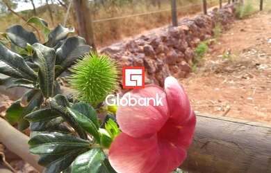 Imagem 15: Chácara em Bocaiúva, no bairro Zona Rural, à venda