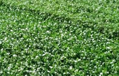 Imagem 8: Fazenda Agrícola em Porto Franco - MA 914 HA