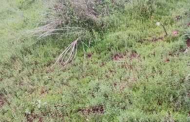 Imagem 4: Vendo lote no recanto das emas