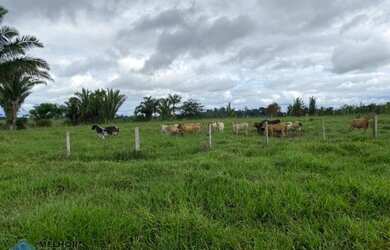 Imagem: A fazenda possui 210m² de Área e está localizado em Machadinho