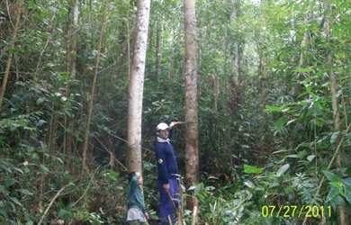 Imagem 3: vendo fazenda 48,7alqueires registados em Miracatu-SP