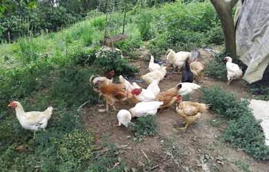 Imagem 3: Aluga se casa na represa paraibuna