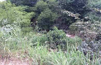 Imagem 4: VENDO OU TROCO TERRENO EM ROSÁRIO/MA