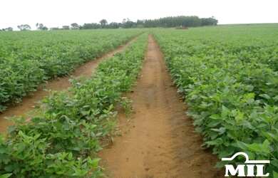 Imagem 3: Fazenda Agrícola em Pedro Afonso-TO. gt 445 Alq. 2.154Há