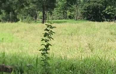 Imagem 13: Alugo Pasto Abadia de Goiás 3 Alqueire com água