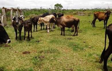 Imagem 1: FAZENDA RURAL em SANTA CRUZ CABRÁLIA - BA, R. Estr. Velha