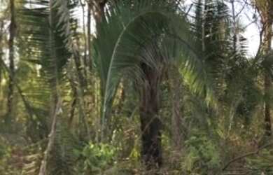 Imagem 8: Fazenda 2.350 ALQ, Paranã - TO