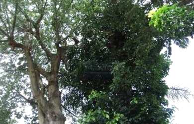 Imagem 14: Sobrado residencial para venda e locação, Penha de França, São Paulo - SO11727