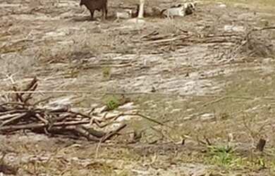 Imagem 15: FAZENDA RURAL em SANTA CRUZ CABRÁLIA - BA, R. Estr. Velha