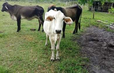 Imagem 2: FAZENDA RURAL em SANTA CRUZ CABRÁLIA - BA, R. Estr. Velha