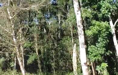 Imagem 2: Terreno para Venda em Nova Petrópolis, Linha Imperial