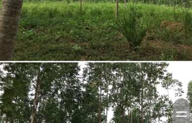 Imagem 6: Fazenda Riacho das Pedras 274 hectares 2 milhões e duzentos mil reais